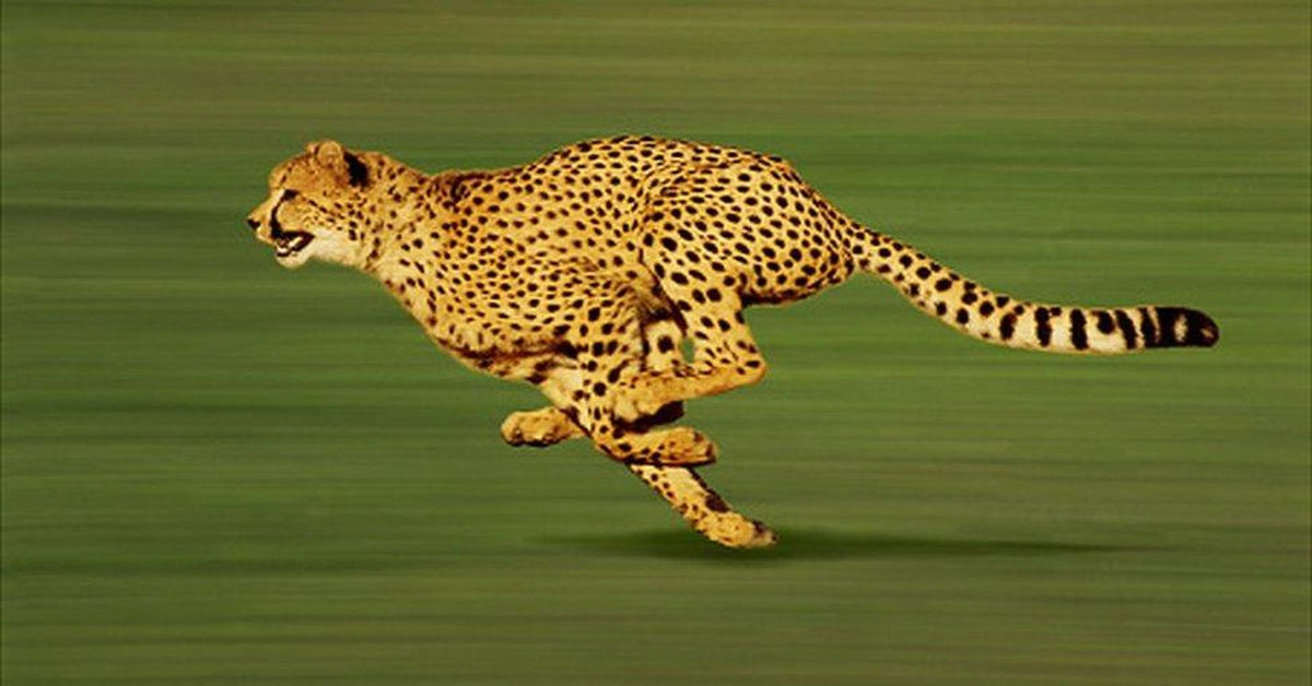 Cheetah: The world's fastest cat is returning to India